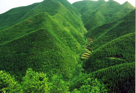 某林業(yè)集團(tuán)戰(zhàn)略管控、人力資源體系咨詢項(xiàng)目案例